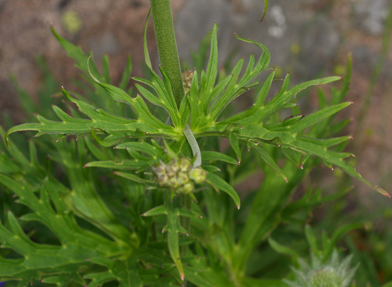 Aconitum lycoctonum / Aconito strozzalupo